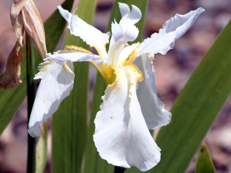 Iris tectorum