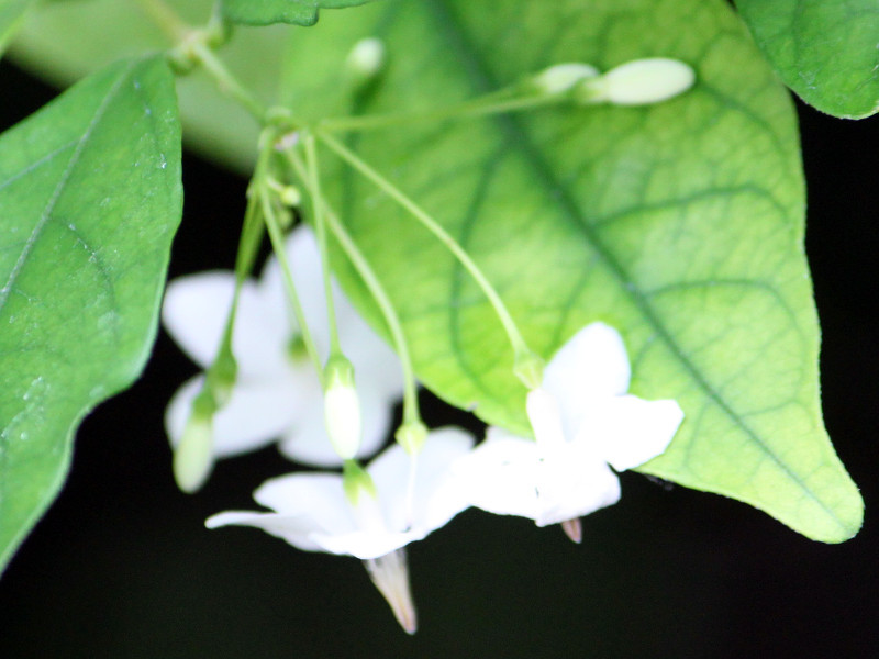 Water Jasmine