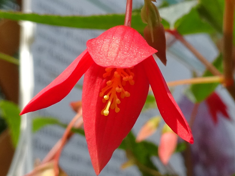 球根ベゴニア ボリビエンシス Begonia X Tuberhybrida Cv Boliviensis かぎけん花図鑑