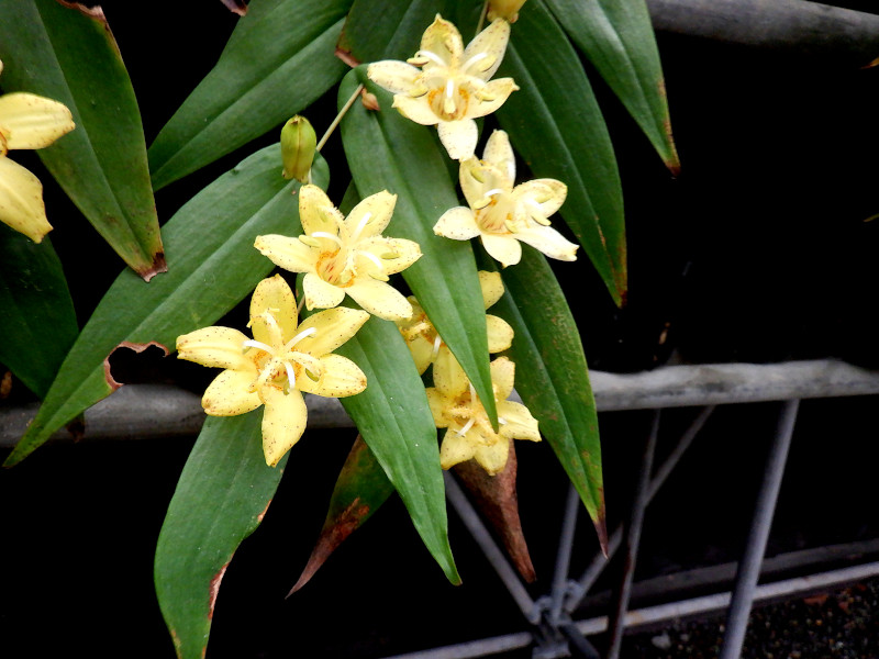 Tricyrtis flave