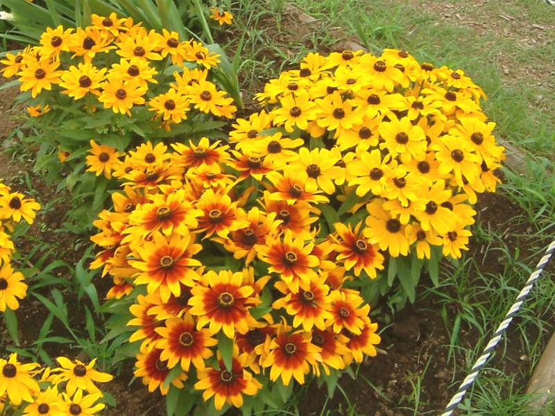 ルドベキア Rudbeckia かぎけん花図鑑