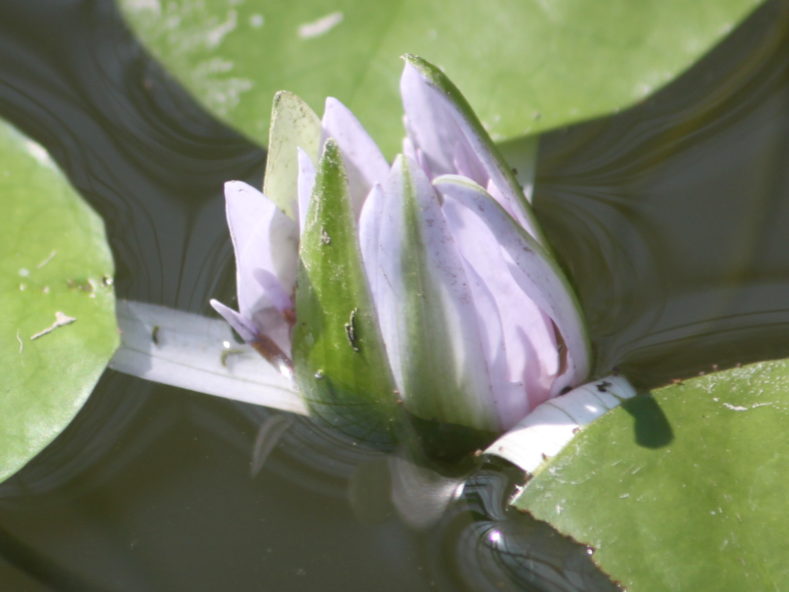 Tropical Waterlily 'Nymphaea White Colorata' 