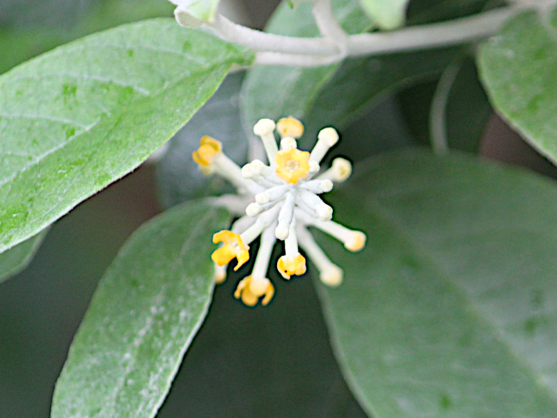 Buddleja madagascariensis