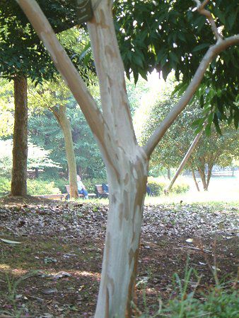 Lagerstroemia Indica