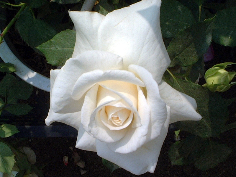薔薇 “Bridal White”