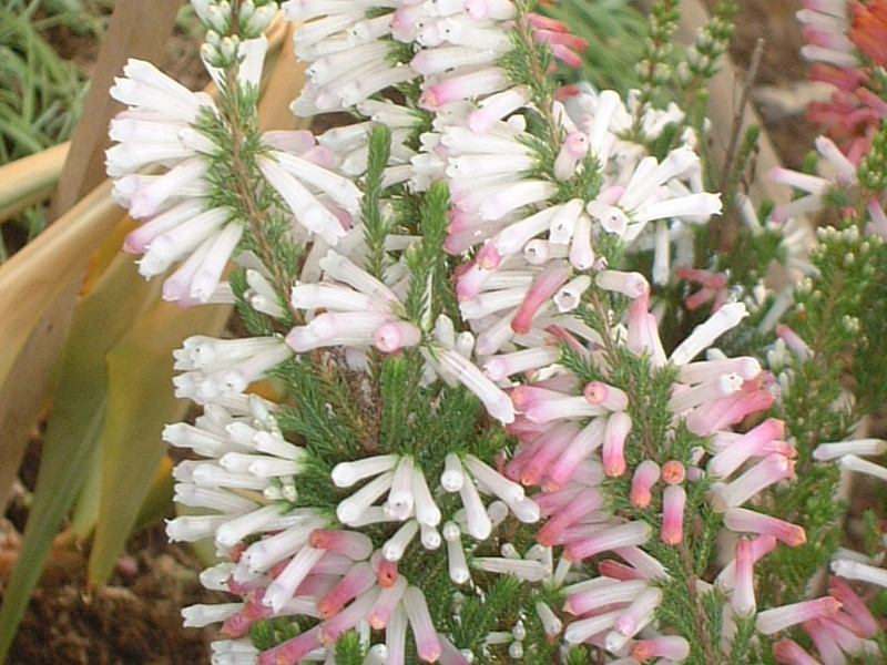 Erica colorans ' White delight'