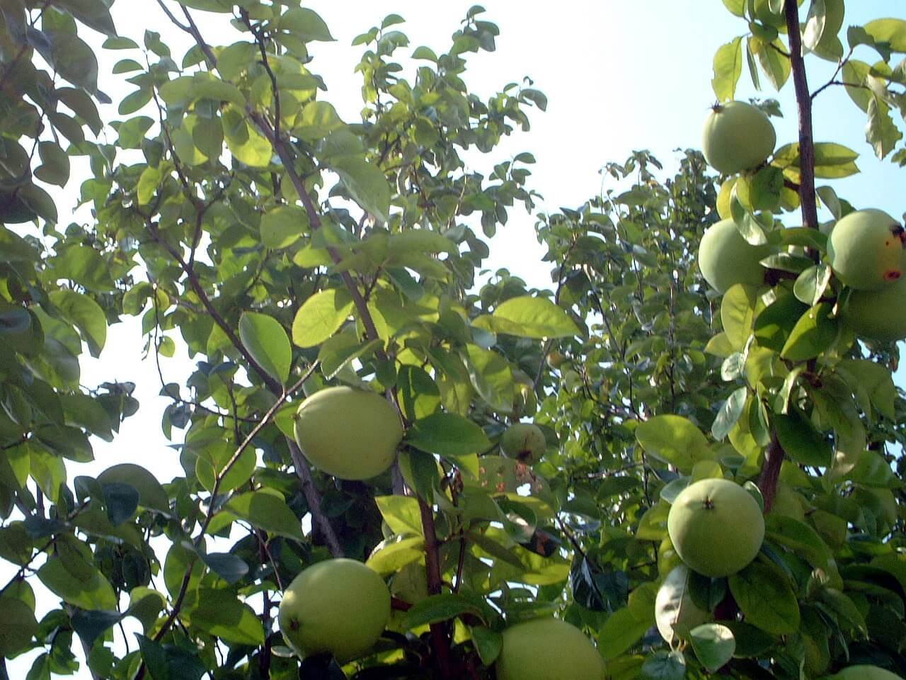 Chinese quince