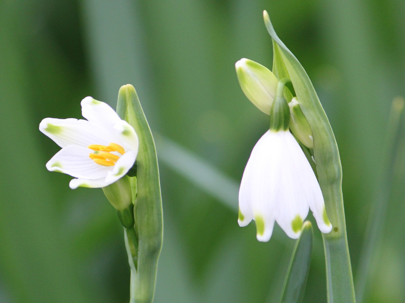 スノーフレーク Leucojum Aestivum かぎけん花図鑑