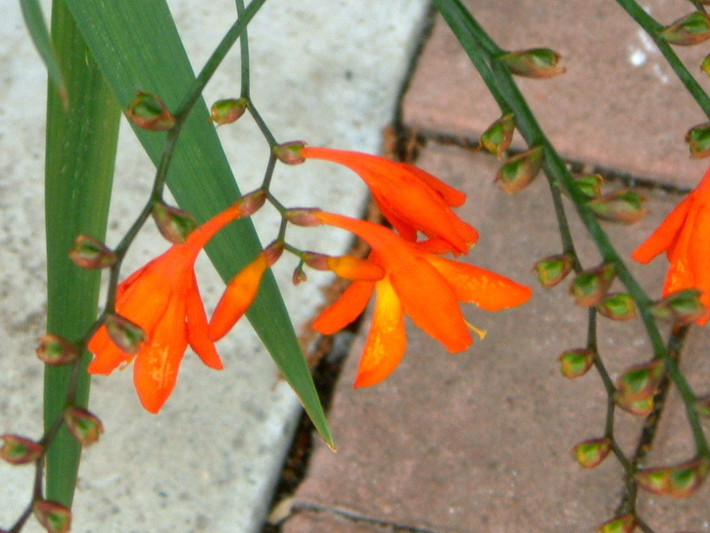 香鸢尾 Crocosmia X Crocosmiiflora 科技研花图画书