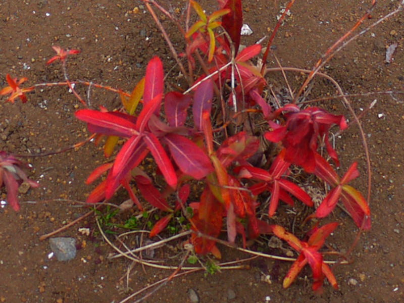 Hypericum monogynum