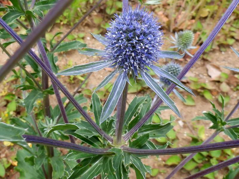 Eryngium Orion