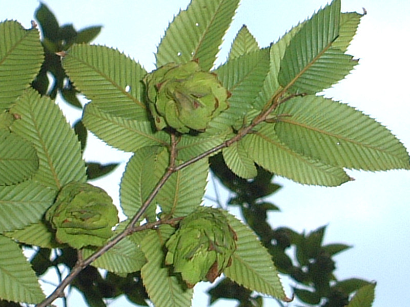 イヌシデ Carpinus Tschonoskii かぎけん花図鑑