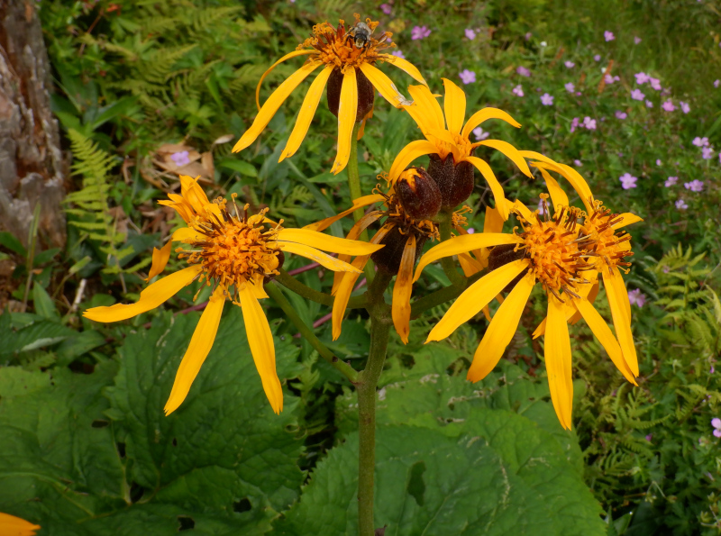 Ligularia dentata