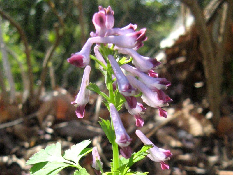 Corydalis incisa