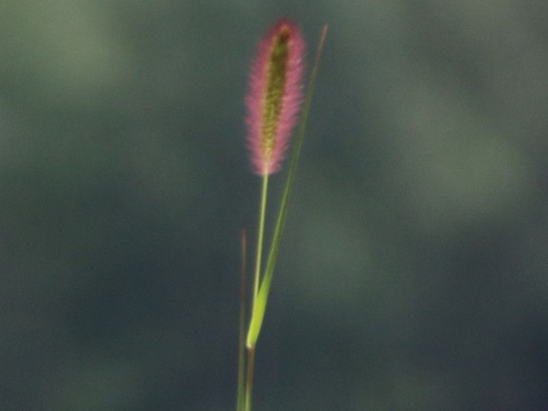 Purple dogtooth violet