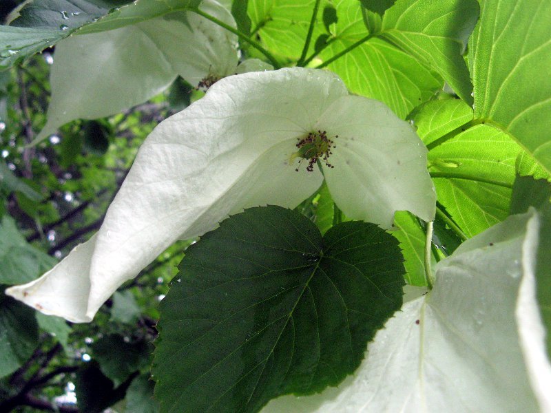 珙桐 Davidia Involucrata 科技研花图画书