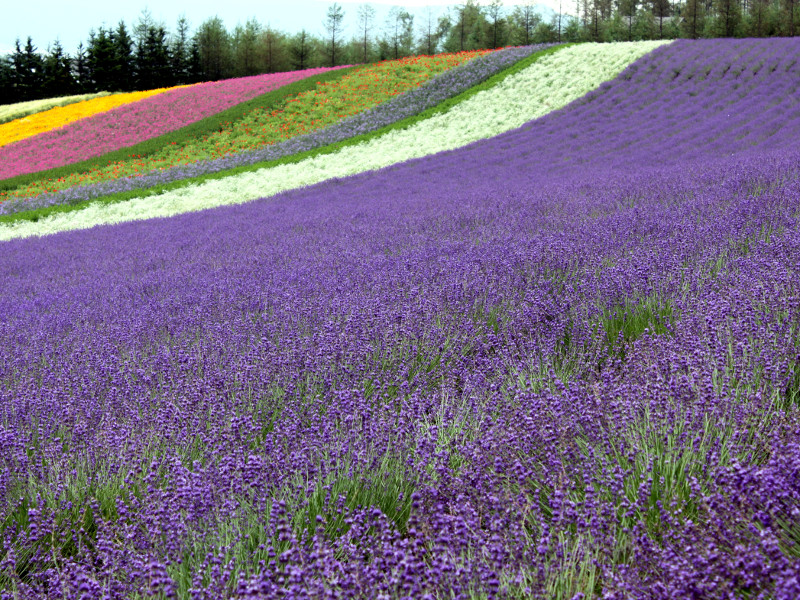 English Lavender