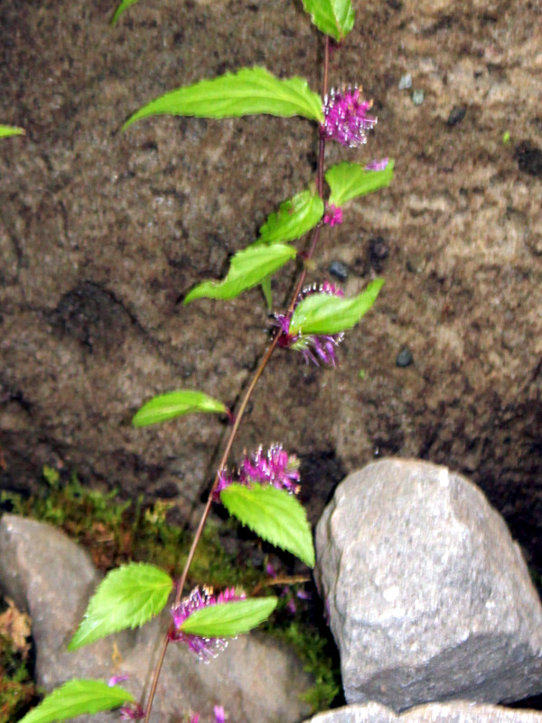 Veronicastrum stenostachyum