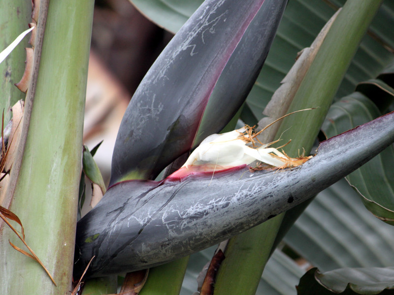 Flower of Ravenala Madagascariensis Stock Photo - Image of leaf, pattern:  97525378