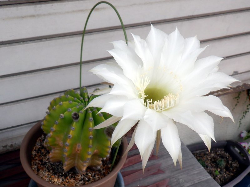 Echinopsis eyriesii