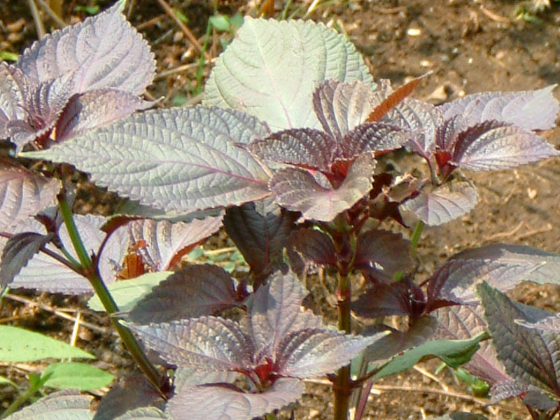 シソ Perilla Frutescens Var Crispa かぎけん花図鑑