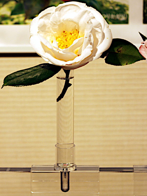 Camellia japonica 'Coronation'