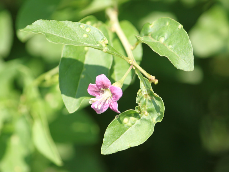 クコ Lycium Chinense かぎけん花図鑑