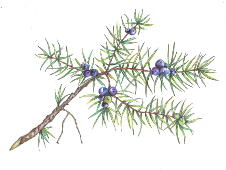 Juniperus rigida