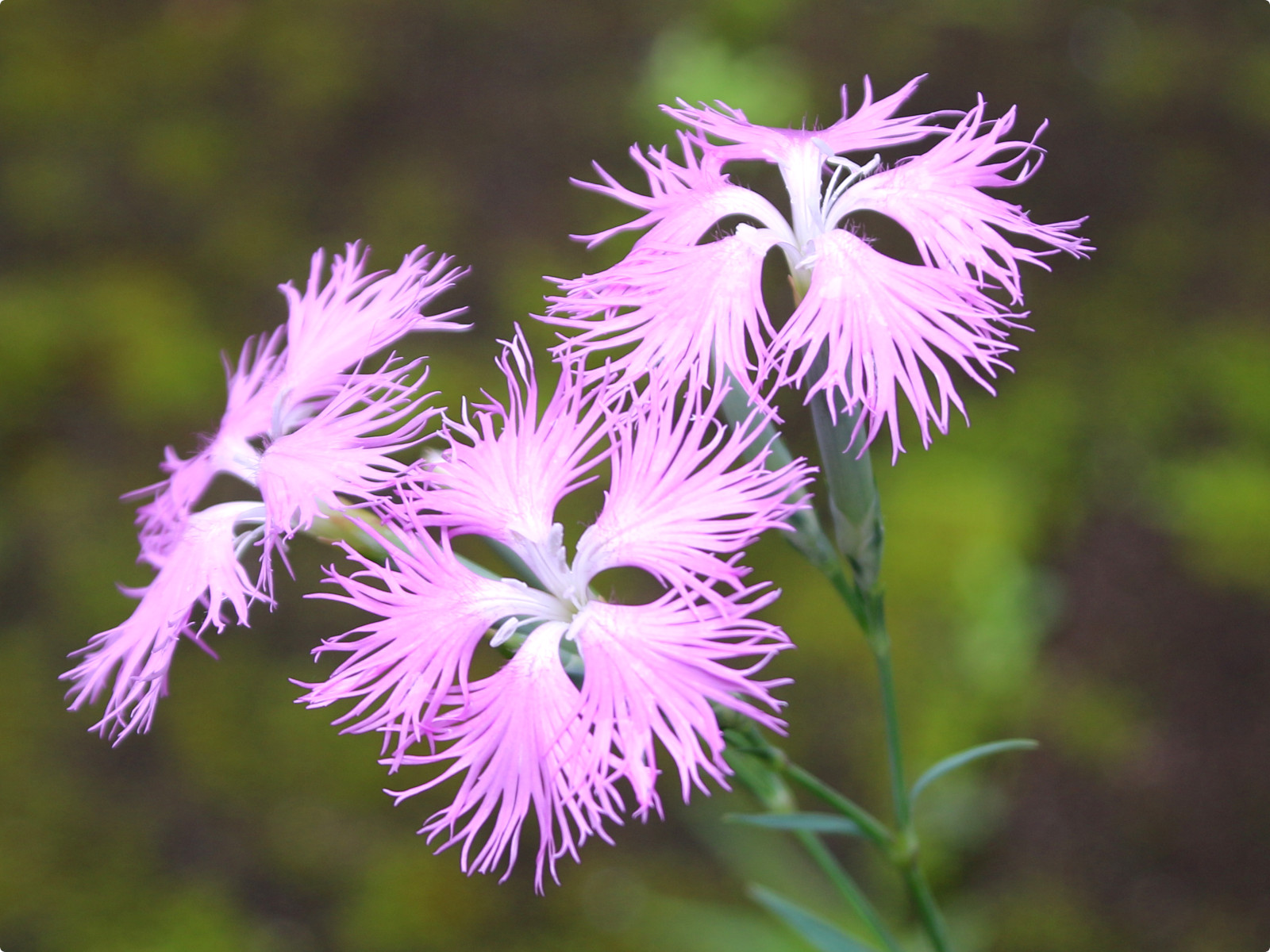 エゾカワラナデシコ Dianthus Superbus Var Superbus かぎけん花図鑑