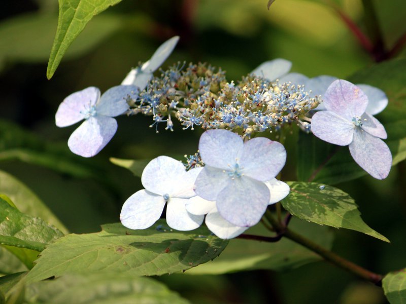 Sweet Hydrangea