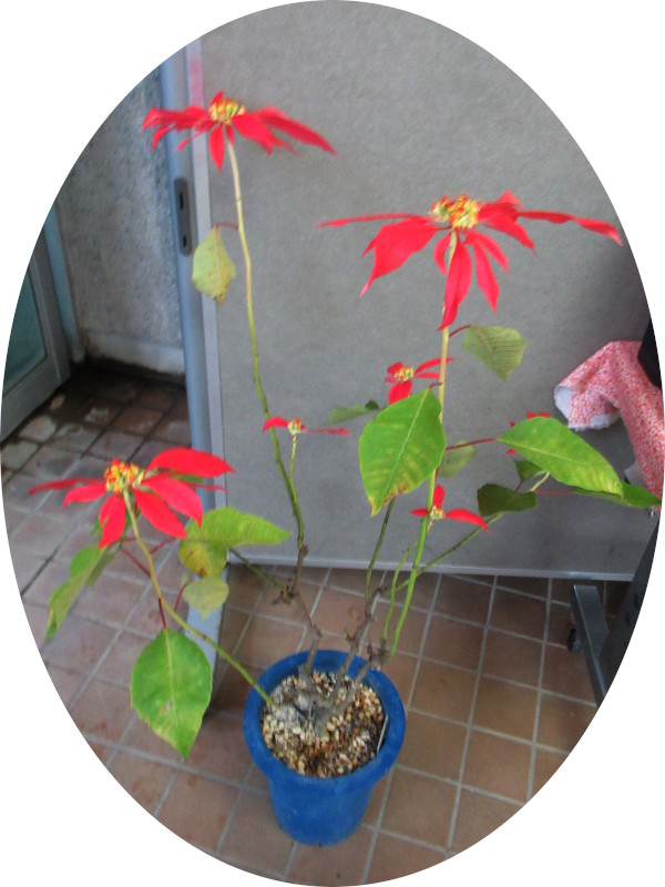 Poinsettia