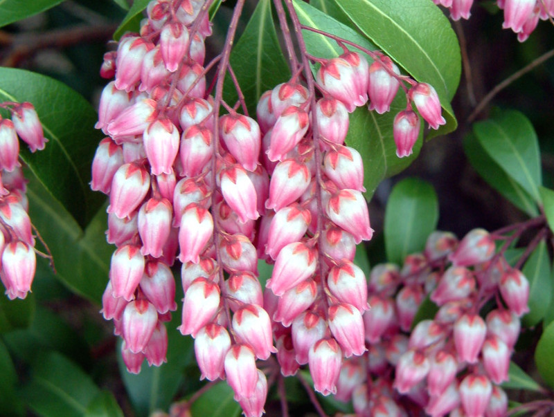 アセビ Pieris Japonica Subsp Japonica かぎけん花図鑑