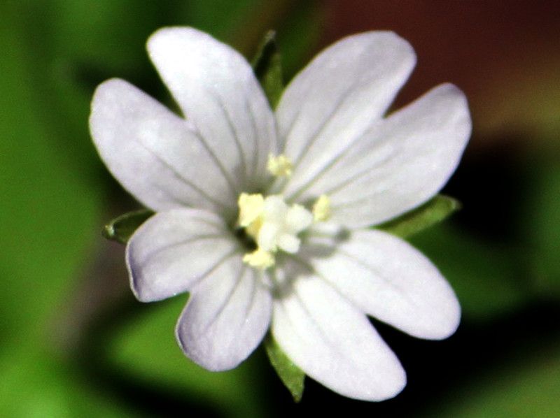 小花山桃草