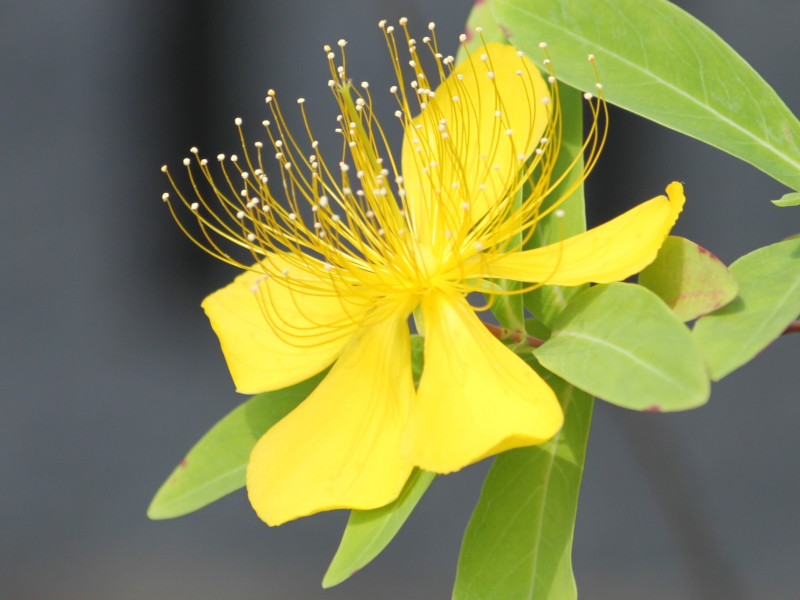 Hypericum monogynum