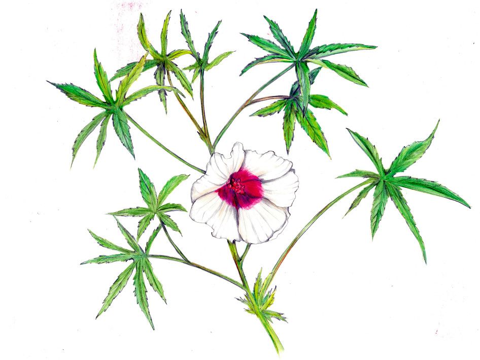 大麻槿 Hibiscus Cannabinus 科技研花图画书