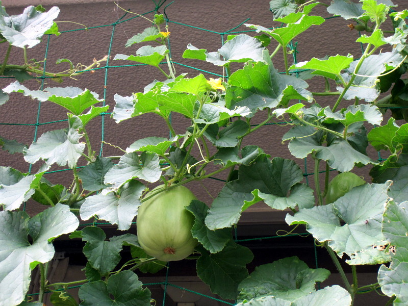 マクワウリ Cucumis Melo Var Makuwa かぎけん花図鑑