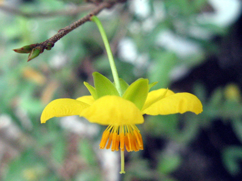 Mickey mouse plant