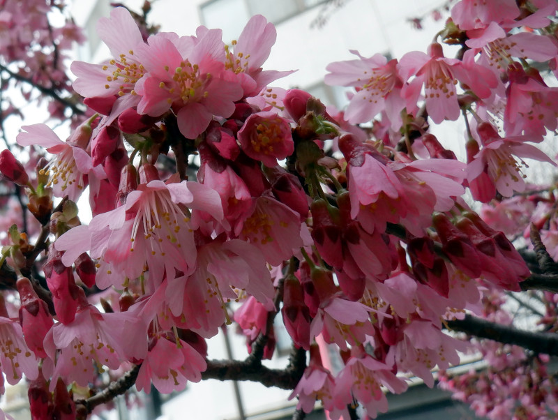 Okame-zakura