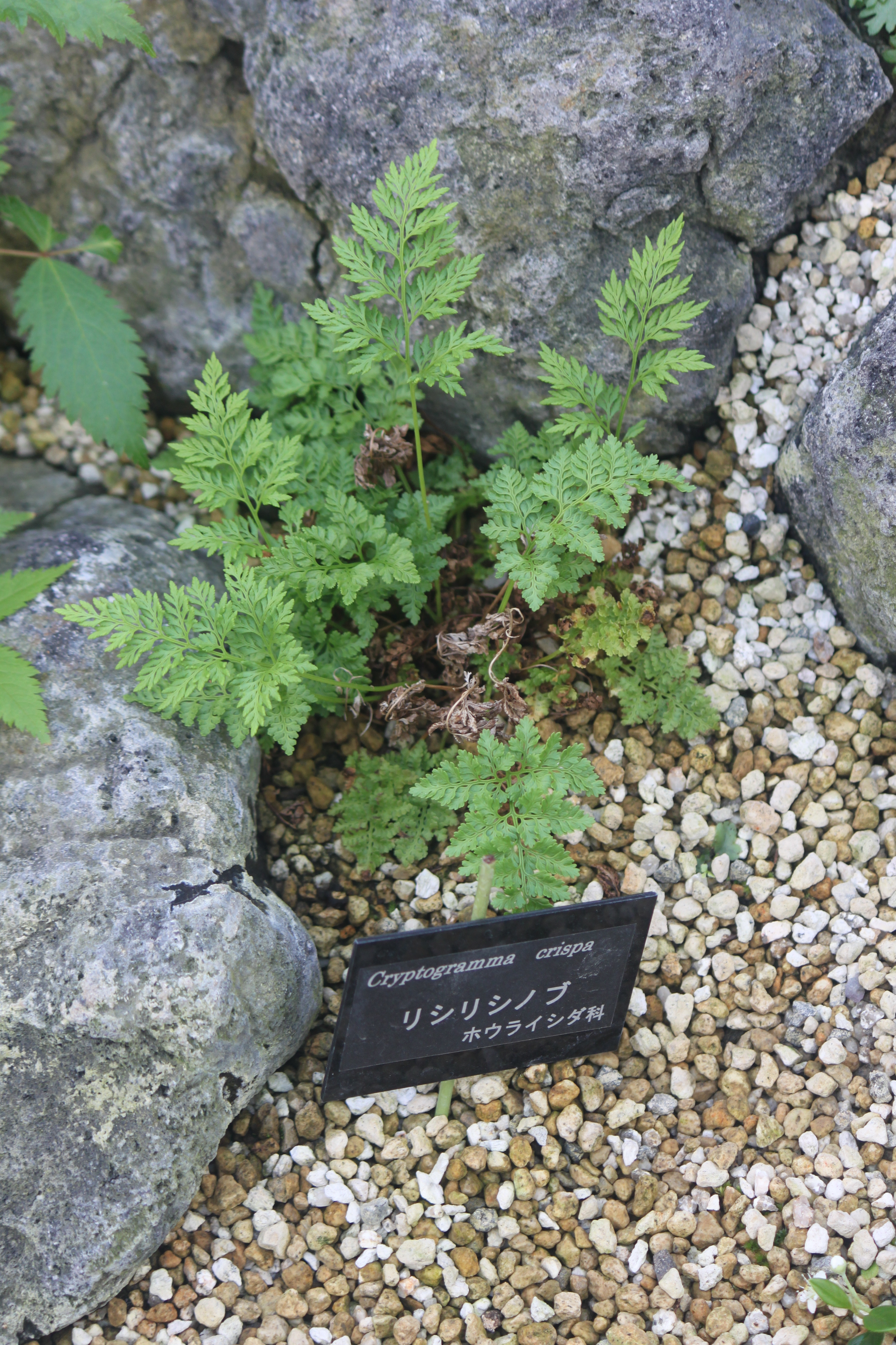 Cryptogramma crispa