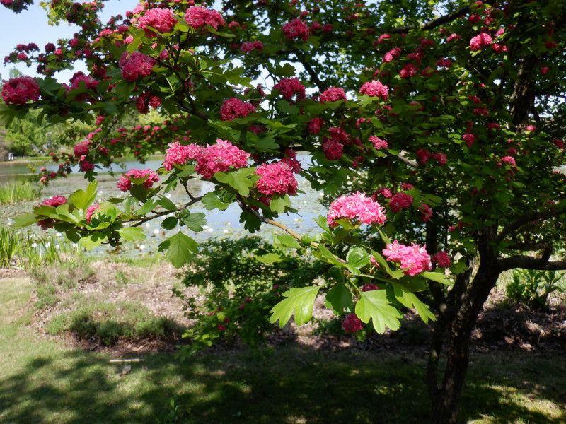 Crataegus laevigata 'Paul's Scarlet'