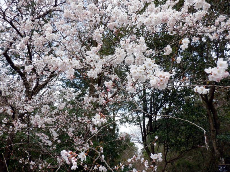 东海樱花