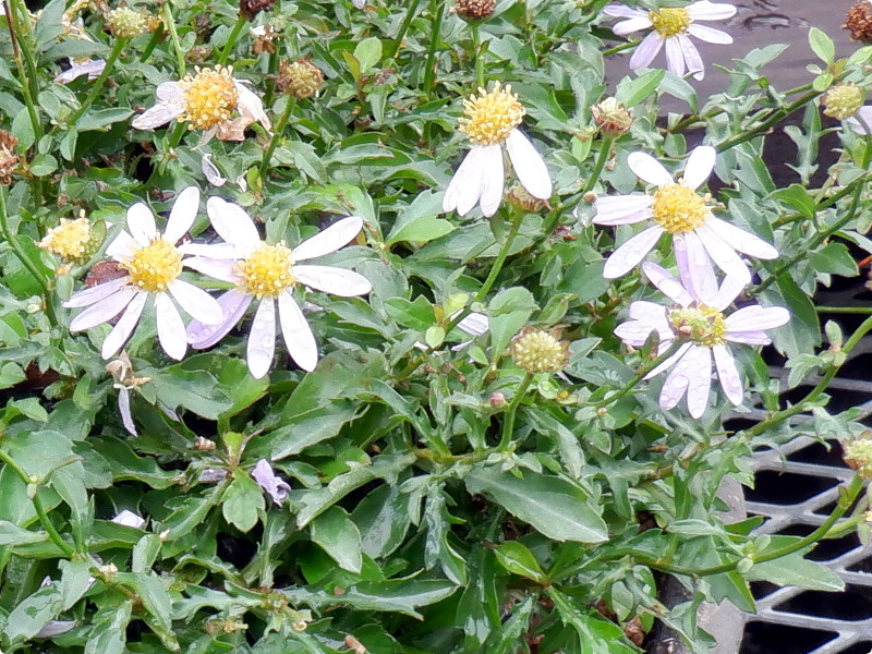 野紺菊