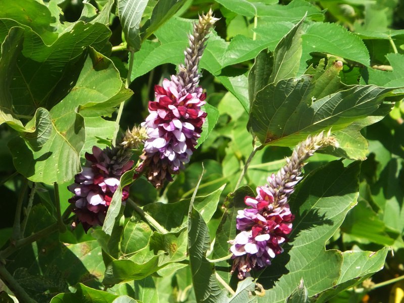 Pueraria montana lobata