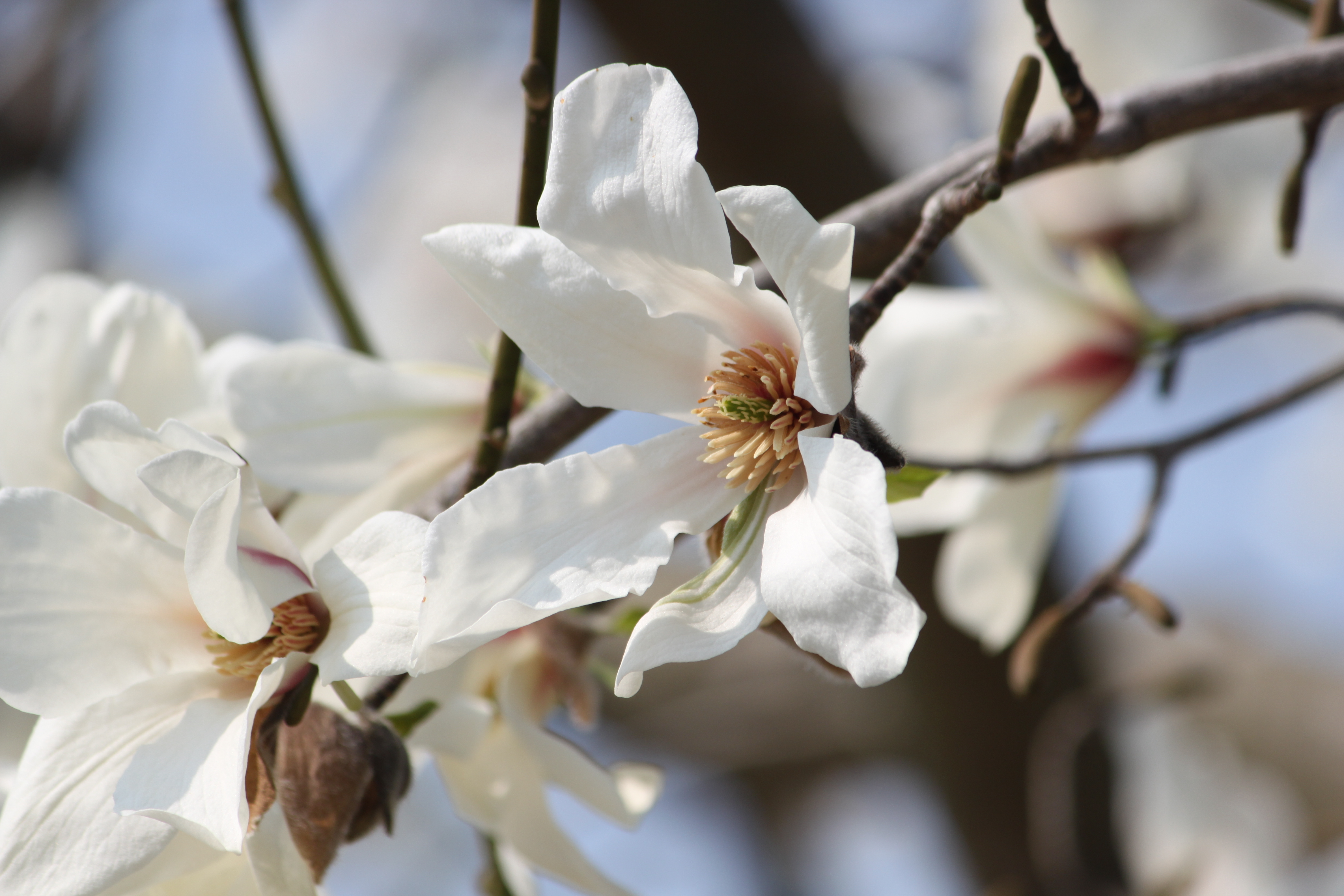 コブシ Magnolia Kobus かぎけん花図鑑