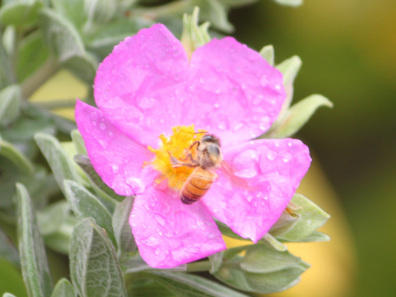 ゴジアオイ | Cistus albidus | かぎけん花図鑑