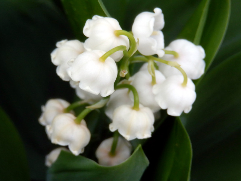 The German Lily of the valley