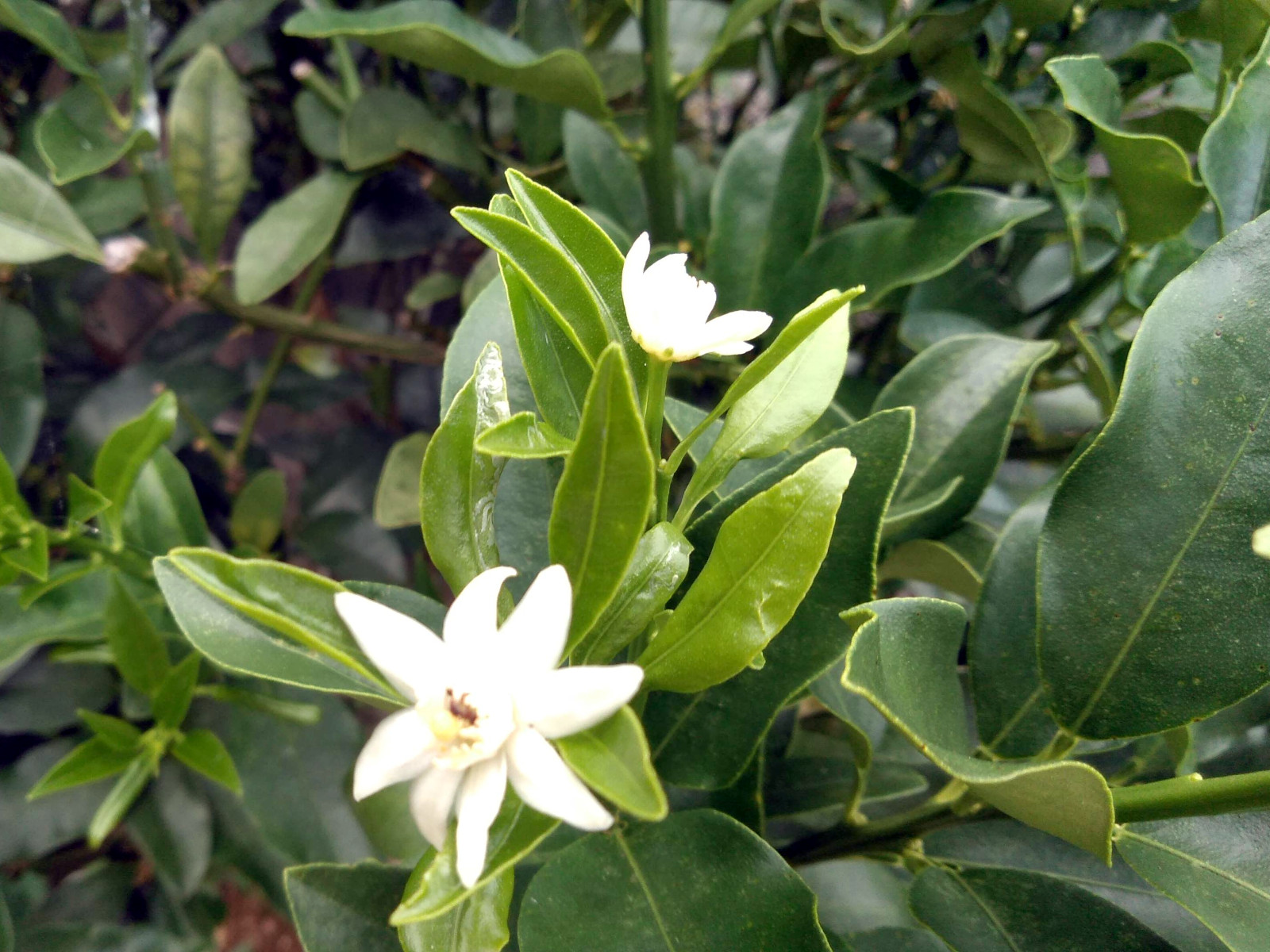 キンカン Citrus Japonica かぎけん花図鑑