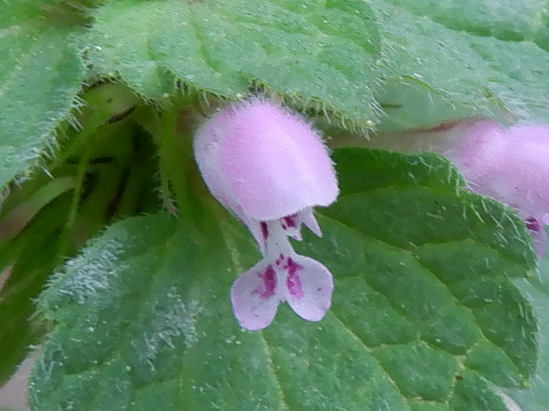 Red Deadnettle