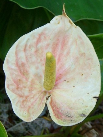 Anthurium