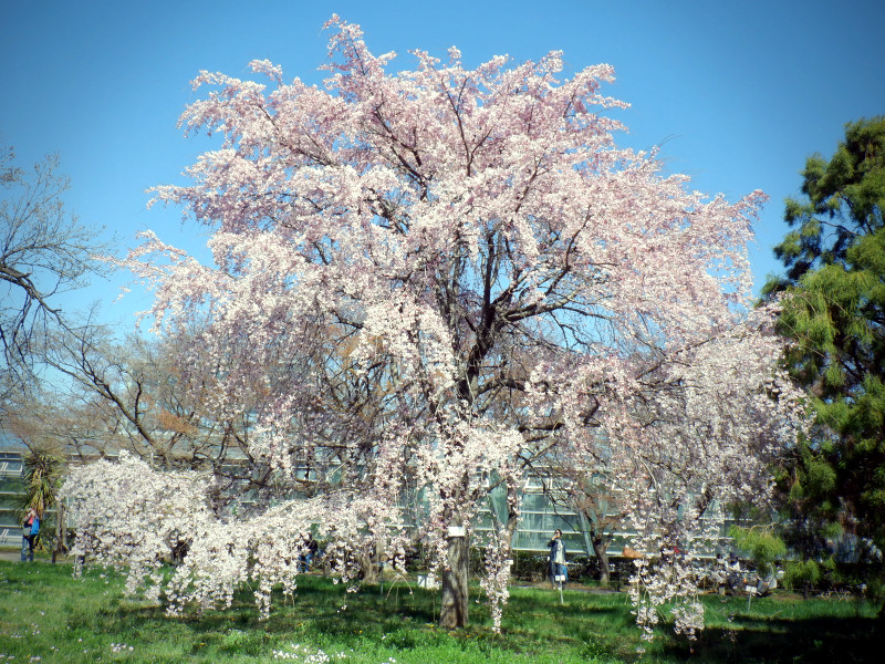 桜シリーズ26.枝垂桜